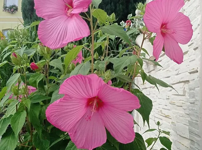 Usis_ferienwohnung Im Harz * Quedlinburg